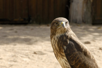 oiseau de proie sur son perchoir