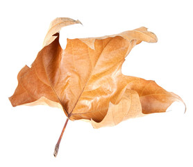 Fototapeta premium fallen leaf of a tree in autumn