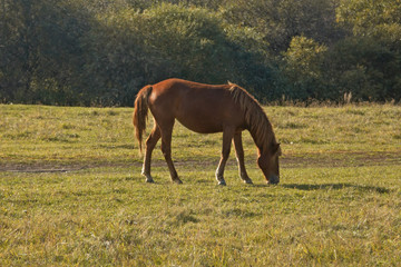 horse eating grass.