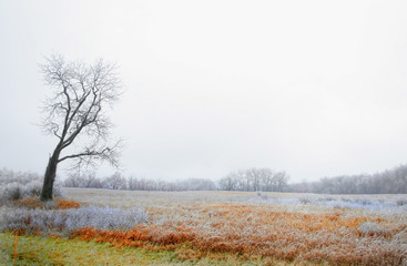 Obraz na płótnie Canvas lone ice covered tree