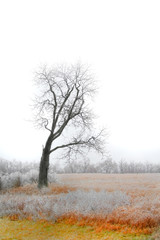 Obraz na płótnie Canvas lone ice covered tree