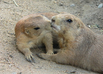 ground squirrels kissing