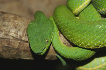 green palm viper