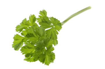 fresh parsley