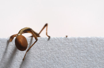 young walkingstick pulling its leg out of an egg