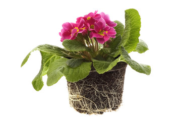 spring flowers with root system