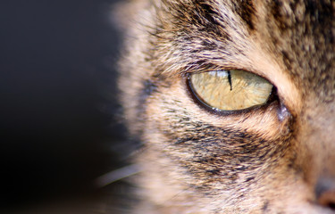 ojo gato