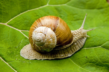 rasantes kriechtier © Hans und Christa Ede