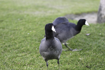 american coot
