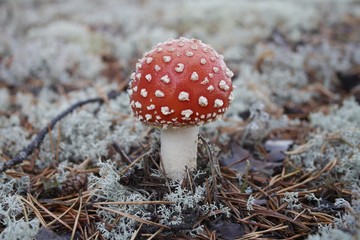 redish toadstool