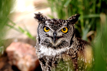 owl