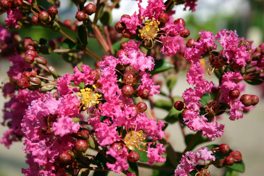 lilas des indes