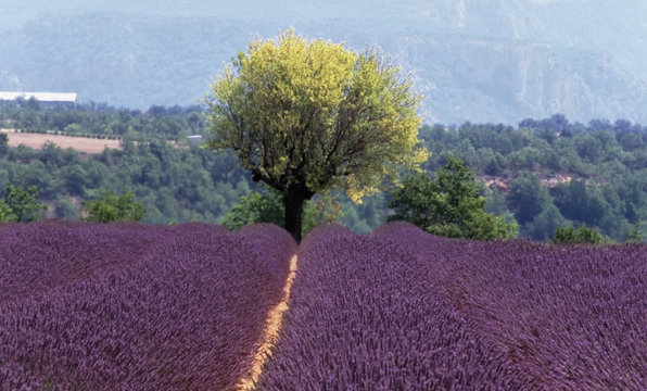 lavender