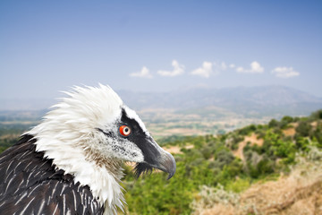 bearded eagle