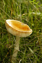 yellow mushroom in meadown