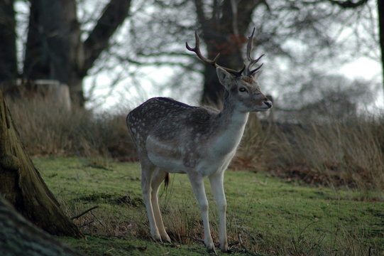 stag