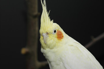 lutino cockatiel