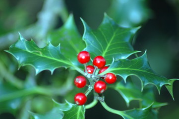 holly