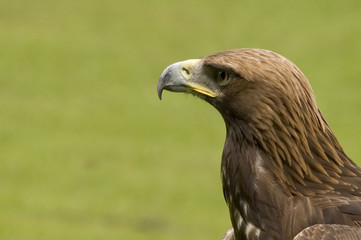 bird of prey