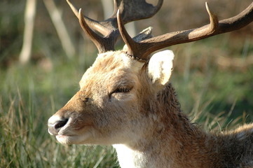 stag deer