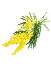 mimosa 8