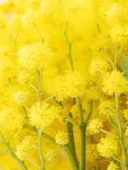 mimosa 6