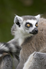 Naklejka premium close up of a ring-tailed lemur