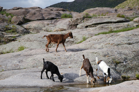 cabras