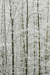 snowy saplings