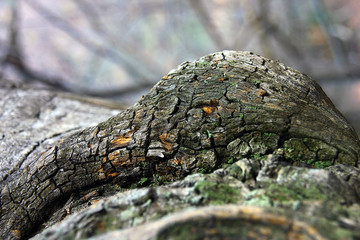 écorce arbre