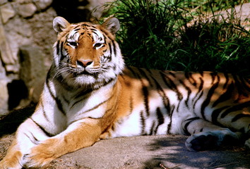 Fototapeta na wymiar odpoczynku tygrysa