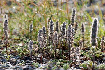fleurs de mongolie