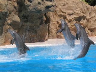 Fototapeta premium delfines
