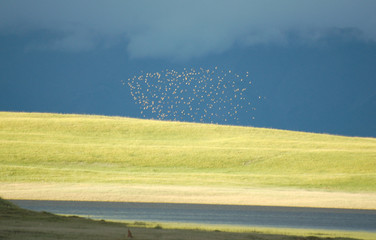 vol d'oiseaux