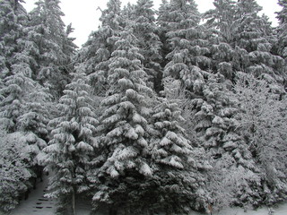 bosque nevado