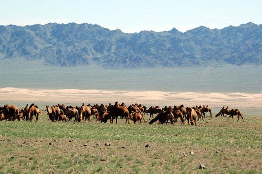 chameaux en troupeau
