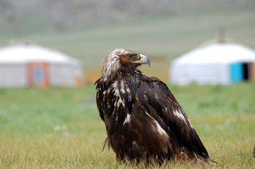 aigle de chasse