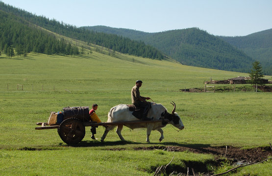 corv&eacute;e d'eau &agrave; dos de yak