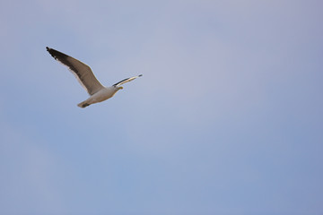 seagull #3