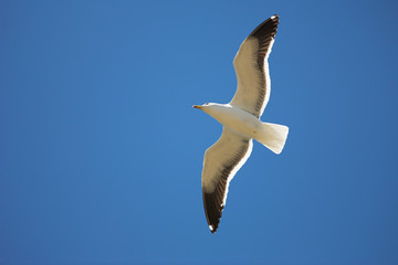 seagull #16
