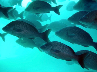 Naklejka premium fishes