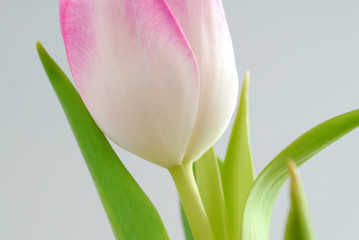 Naklejka premium tulip