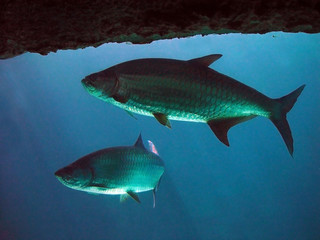 fishes