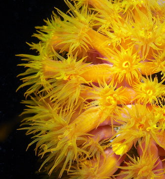 Orange Cup Coral