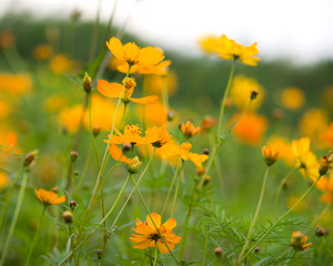 orange flowers (forest of flowers )