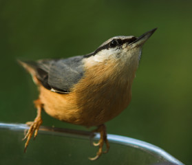 nuthatch