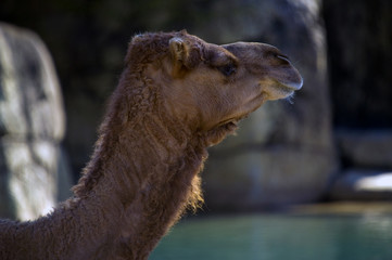 bactrian camel