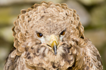bateleur eagle