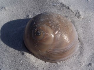 meeresschnecke