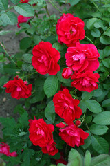 roses.